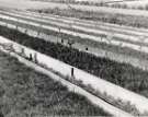 Tree saplings for planting for the construction of  the Ewden Valley reservoirs (either More Hall or Broomhead)