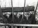 View: h00302 Miners exercising, Miners Rehabilitation Centre, Royal Infirmary Firbeck Annexe, Firbeck Hall 