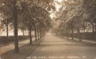 View: p01756 Lime Tree Avenue, [Norfolk Park Avenue, Norfolk Park]