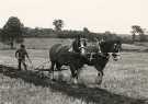 South Yorkshire County Council (SYCC). Ploughing with shire horses at possibly Low Laithes Farm, Old Farm Lane, Wombwell