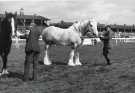 South Yorkshire County Council (SYCC): Shire horse, Pageant of the Horse, c.1977 