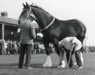 South Yorkshire County Council (SYCC): Shire horse, Pageant of the Horse, c.1977 