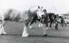 South Yorkshire County Council (SYCC): Shire horse, Pageant of the Horse, c.1977 