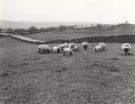 View: u11480 Fields close to Wyming Brook Farm, Redmires Road, opposite Redmires Reservoir