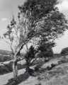 Wind swept trees at probably Ringinglow