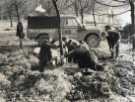 Tree planting at unidentified location