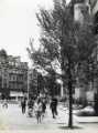 Trees outside the Town Hall, Pinstone Street looking towards Fargate