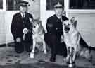 View: y13882 South Yorkshire Police: Police Constable A. Seedhouse (left) with Duke II and Police Constable M. Hunt with Duke I, display their trophies won in 1979 from the Police Open Dog Competition